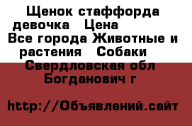 Щенок стаффорда девочка › Цена ­ 20 000 - Все города Животные и растения » Собаки   . Свердловская обл.,Богданович г.